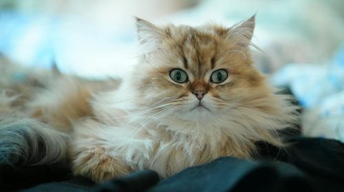 İran Kedisi kedi gövde duruşu