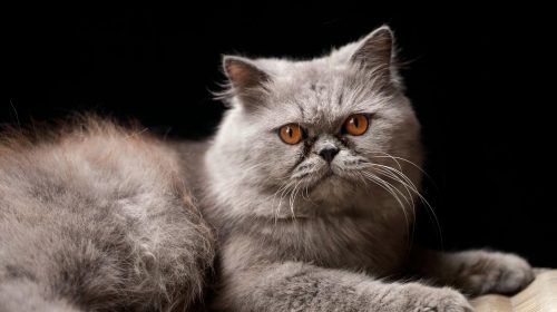 İran Kedisi kedi yüz detayı