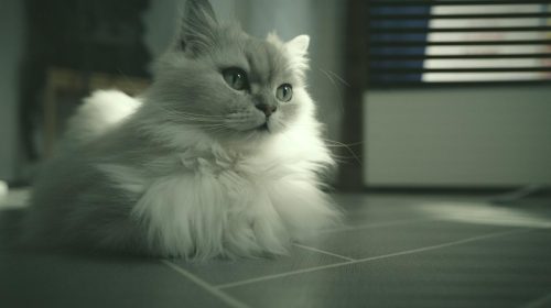 İran Kedisi kedi yavrusu