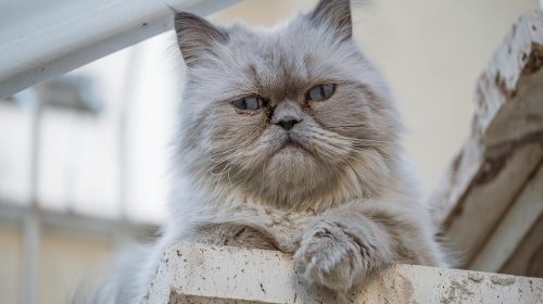 İran Kedisi kedi yan profil