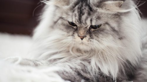 İran Kedisi kedi doğal ortamda