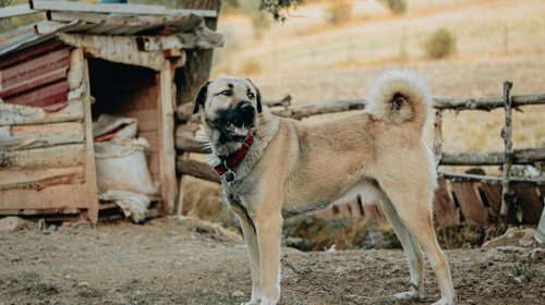 Kangal köpek gövde duruşu