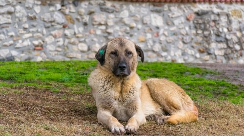 Kangal köpek yüz detayı