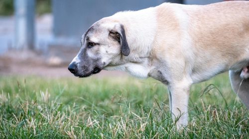 Kangal köpek yavrusu
