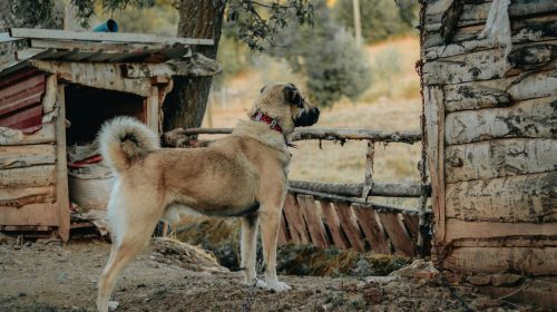 Kangal köpek yan profil