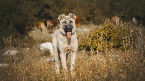 Kangal köpek doğal ortamda
