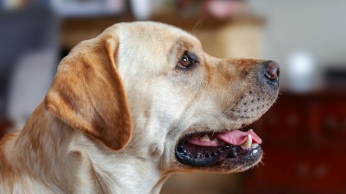 Labrador köpek gövde duruşu