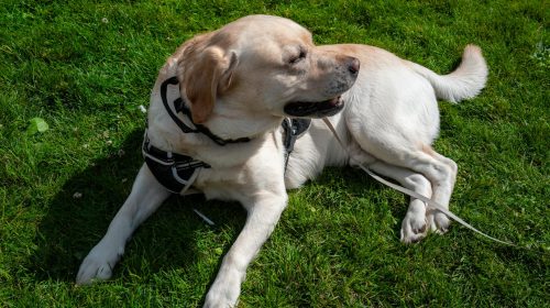 Labrador köpek yüz detayı
