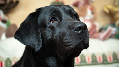 Labrador köpek yavrusu