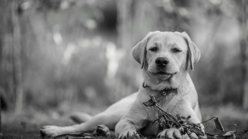 Labrador köpek yan profil