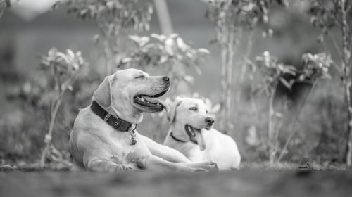 Labrador köpek doğal ortamda