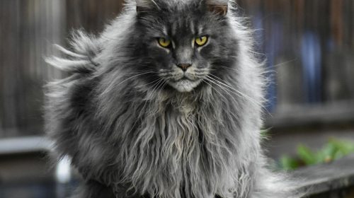 Maine Coon kedi gövde duruşu