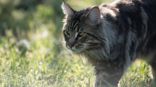 Maine Coon kedi yüz detayı