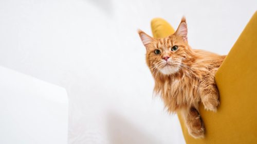 Maine Coon kedi yavrusu