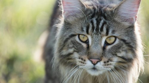 Maine Coon kedi yan profil