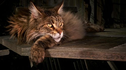 Maine Coon kedi doğal ortamda