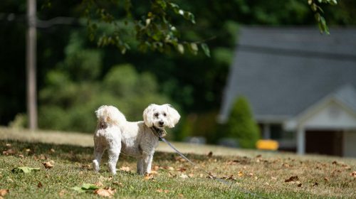 Maltipoo köpek gövde duruşu