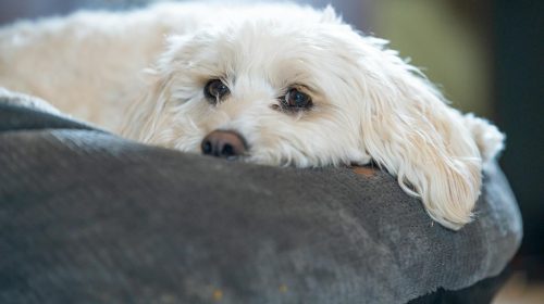 Maltipoo köpek yüz detayı