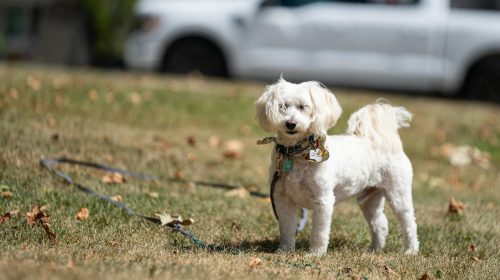 Maltipoo köpek yavrusu