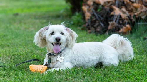 Maltipoo köpek yan profil