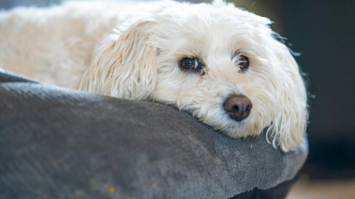 Maltipoo köpek doğal ortamda