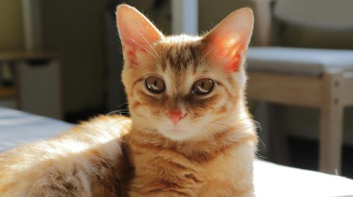 Munchkin kedi gövde duruşu