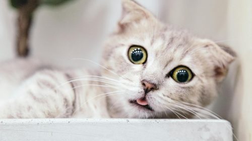 Munchkin kedi yüz detayı