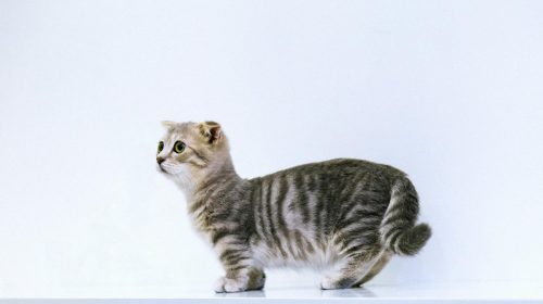 Munchkin kedi yavrusu