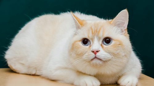 Munchkin kedi yan profil