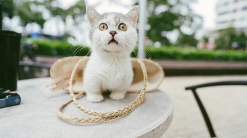 Munchkin kedi doğal ortamda
