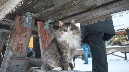 Norveç Orman Kedisi kedi gövde duruşu