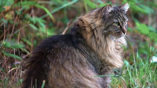 Norveç Orman Kedisi kedi yüz detayı