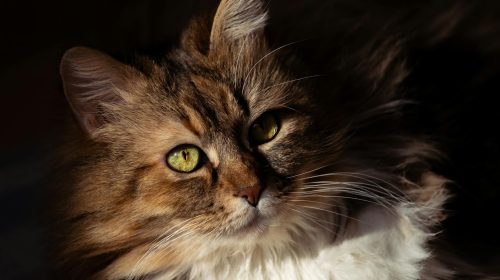 Norveç Orman Kedisi kedi yan profil