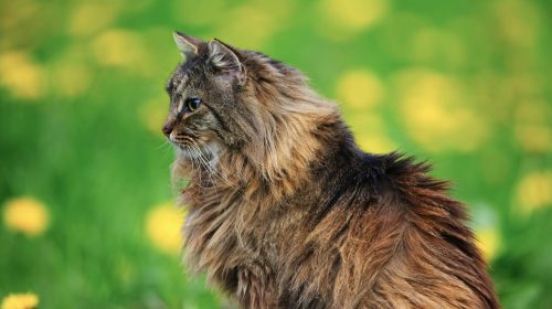 Norveç Orman Kedisi kedi doğal ortamda