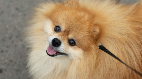 Pomeranian köpek gövde duruşu