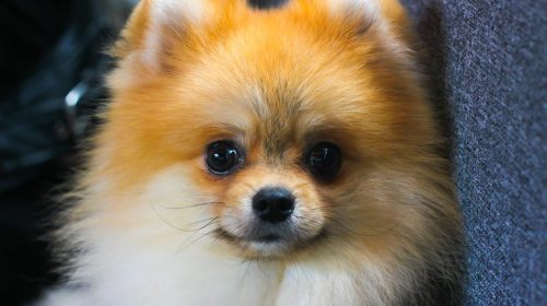 Pomeranian köpek yüz detayı