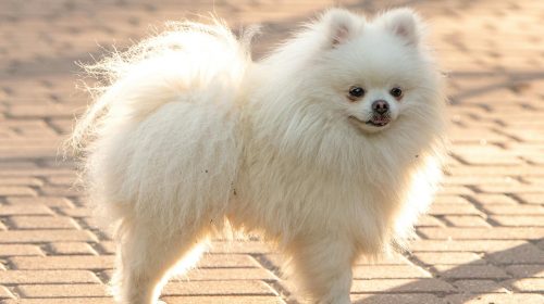 Pomeranian köpek yavrusu