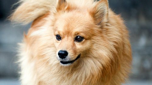 Pomeranian köpek yan profil