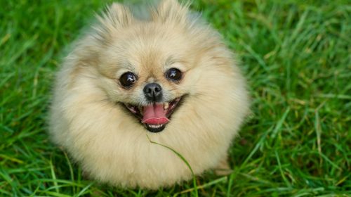 Pomeranian köpek doğal ortamda