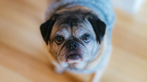 Pug köpek gövde duruşu