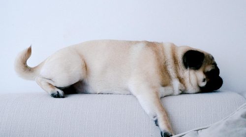 Pug köpek yüz detayı