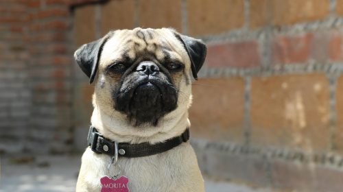 Pug köpek yavrusu