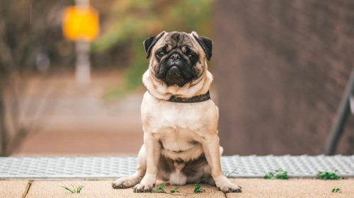Pug köpek yan profil
