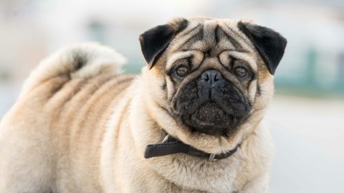 Pug köpek doğal ortamda