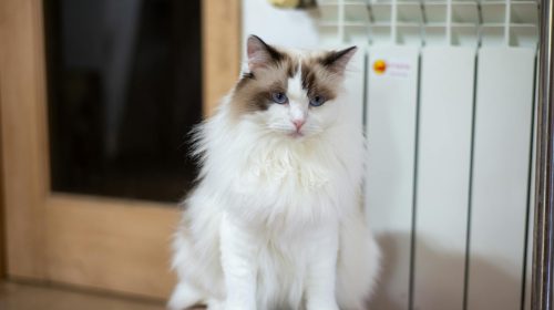 Ragdoll kedi gövde duruşu