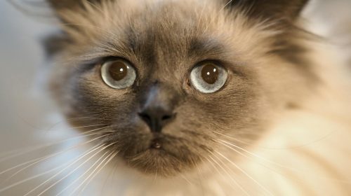 Ragdoll kedi yüz detayı