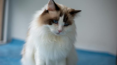 Ragdoll kedi yavrusu