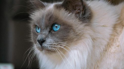 Ragdoll kedi yan profil