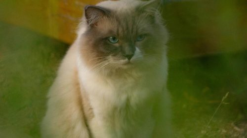 Ragdoll kedi doğal ortamda