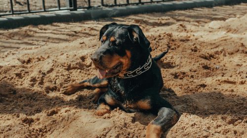 Rottweiler köpek gövde duruşu